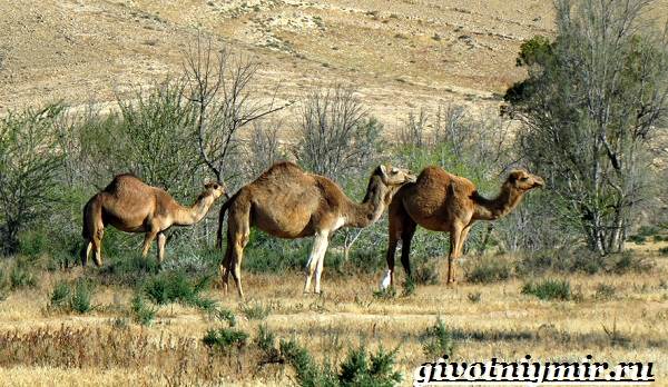 Mis suurusi kaameli liige Peenise suuruse normid noorukitel